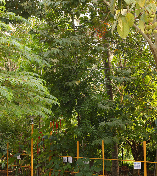 forest-development